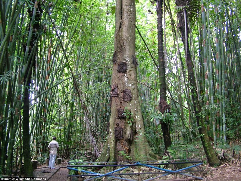 Am anh nghi le an tang tre em trong “mo cay“